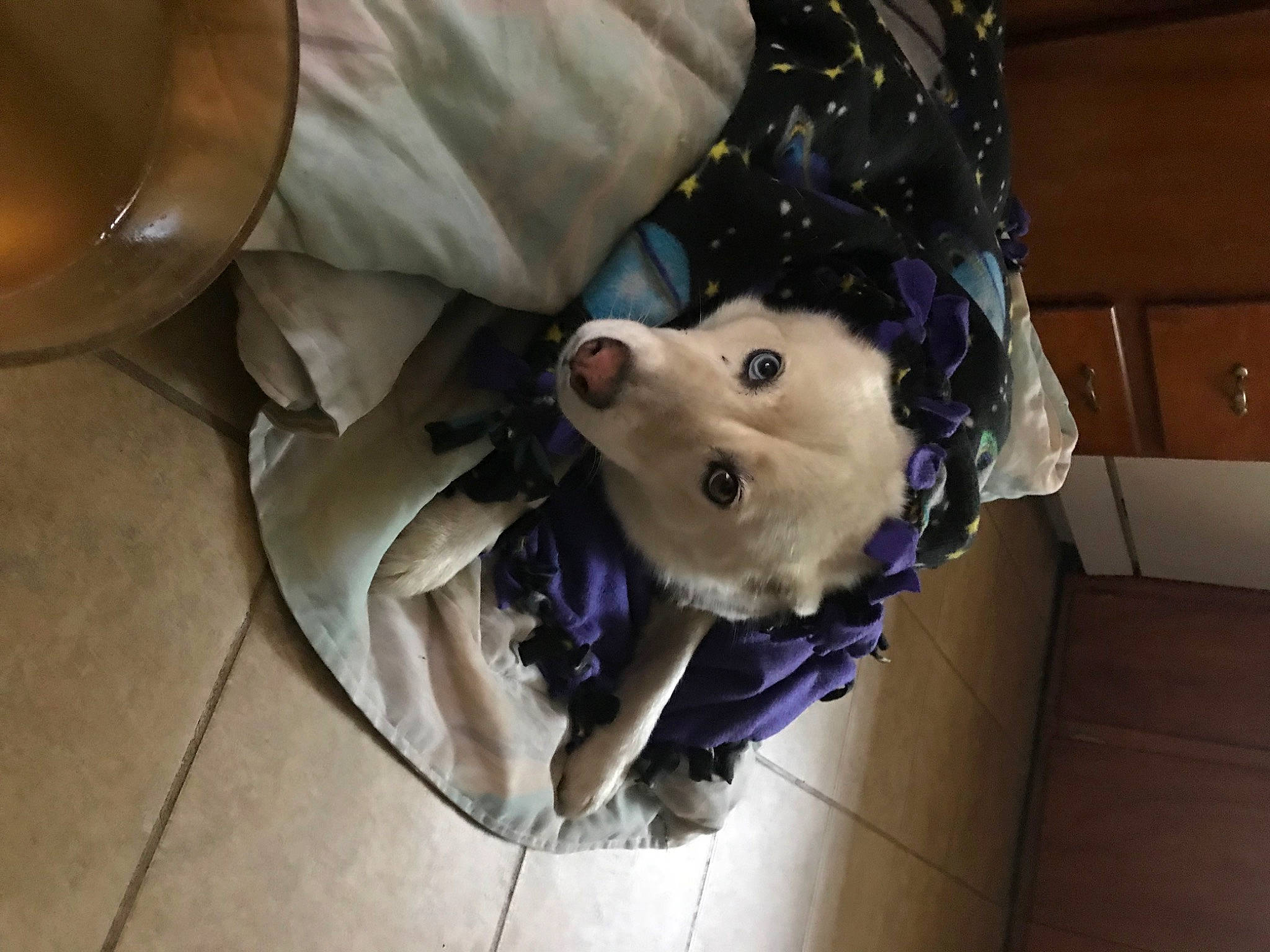 Luna is registered to the contest to win money with this photo: canidae, carnivore, companion_dog, dog, dog_breed, dog_clothes, dog_supply, eyewear, fawn, flooring, fur, selfie, snout, sporting_group, stuffed_toy, sunglasses, toy, vertebrate, wood, working_animal