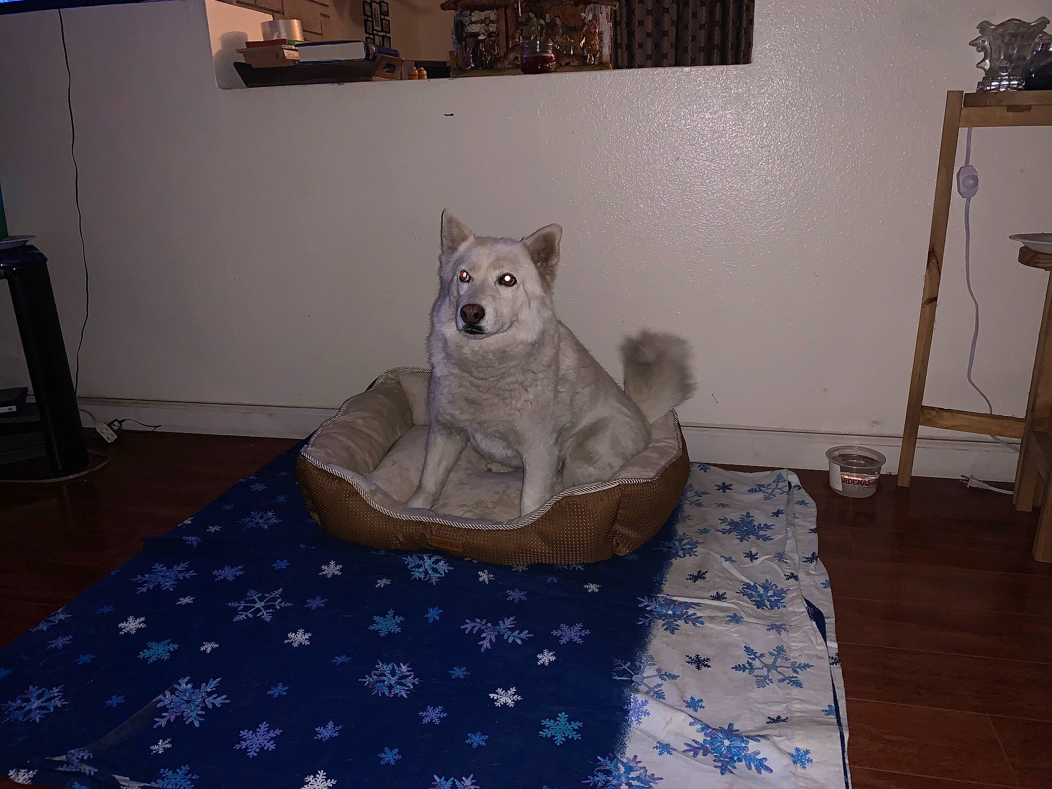 Luna is registered to the contest to win money with this photo: art, bed, bedroom, carnivore, comfort, companion_dog, couch, felidae, flooring, furniture, grey, hardwood, interior_design, linens, picture_frame, small_to_medium_sized_cats, textile, toy, whiskers, wood