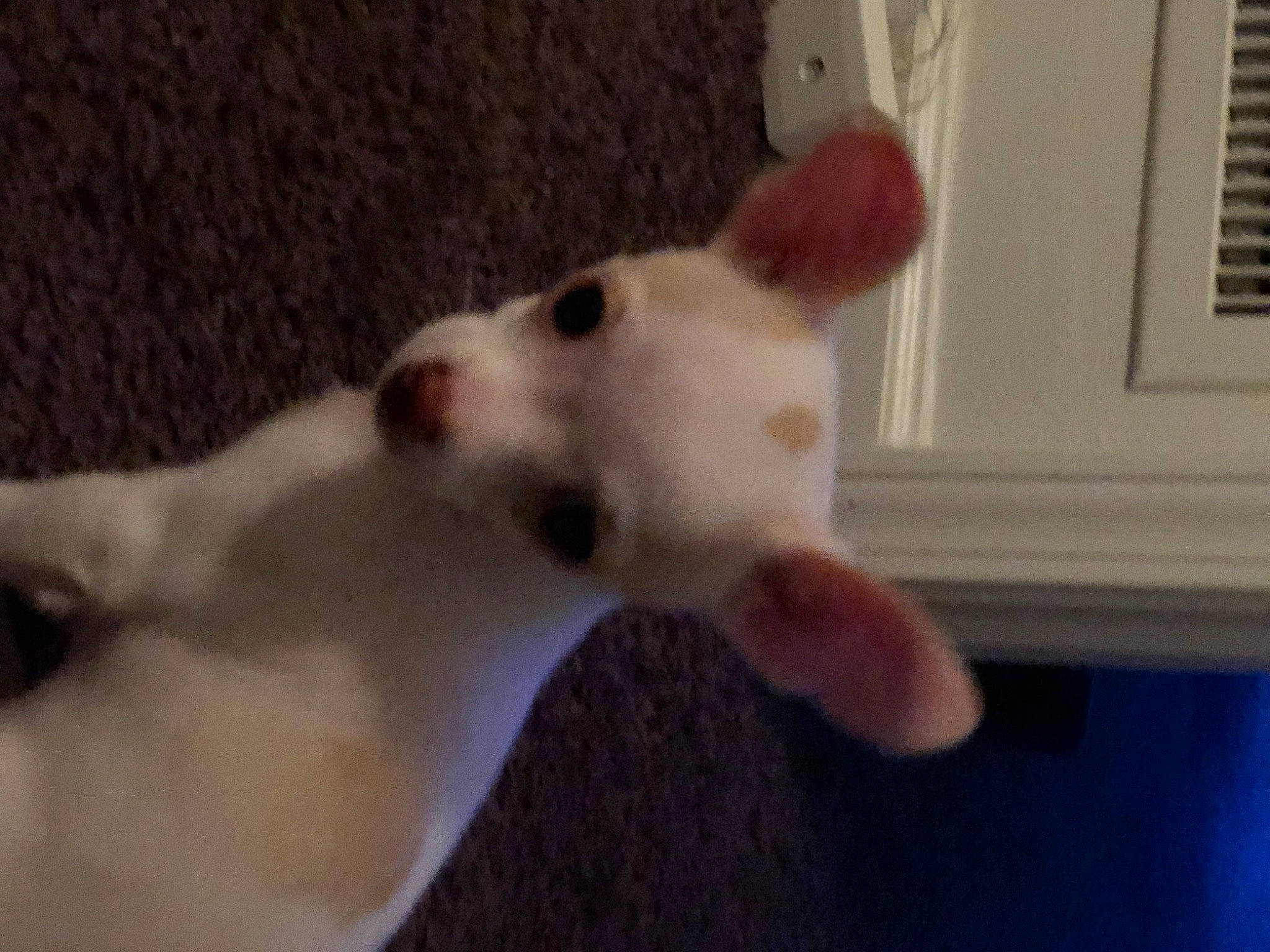 Kali is registered to the contest to win money with this photo: canidae, carnivore, companion_dog, dog, dog_breed, dog_supply, ear, fawn, felidae, fur, non_sporting_group, paw, puppy, small_to_medium_sized_cats, snout, sporting_group, tail, terrestrial_animal, whiskers, working_animal