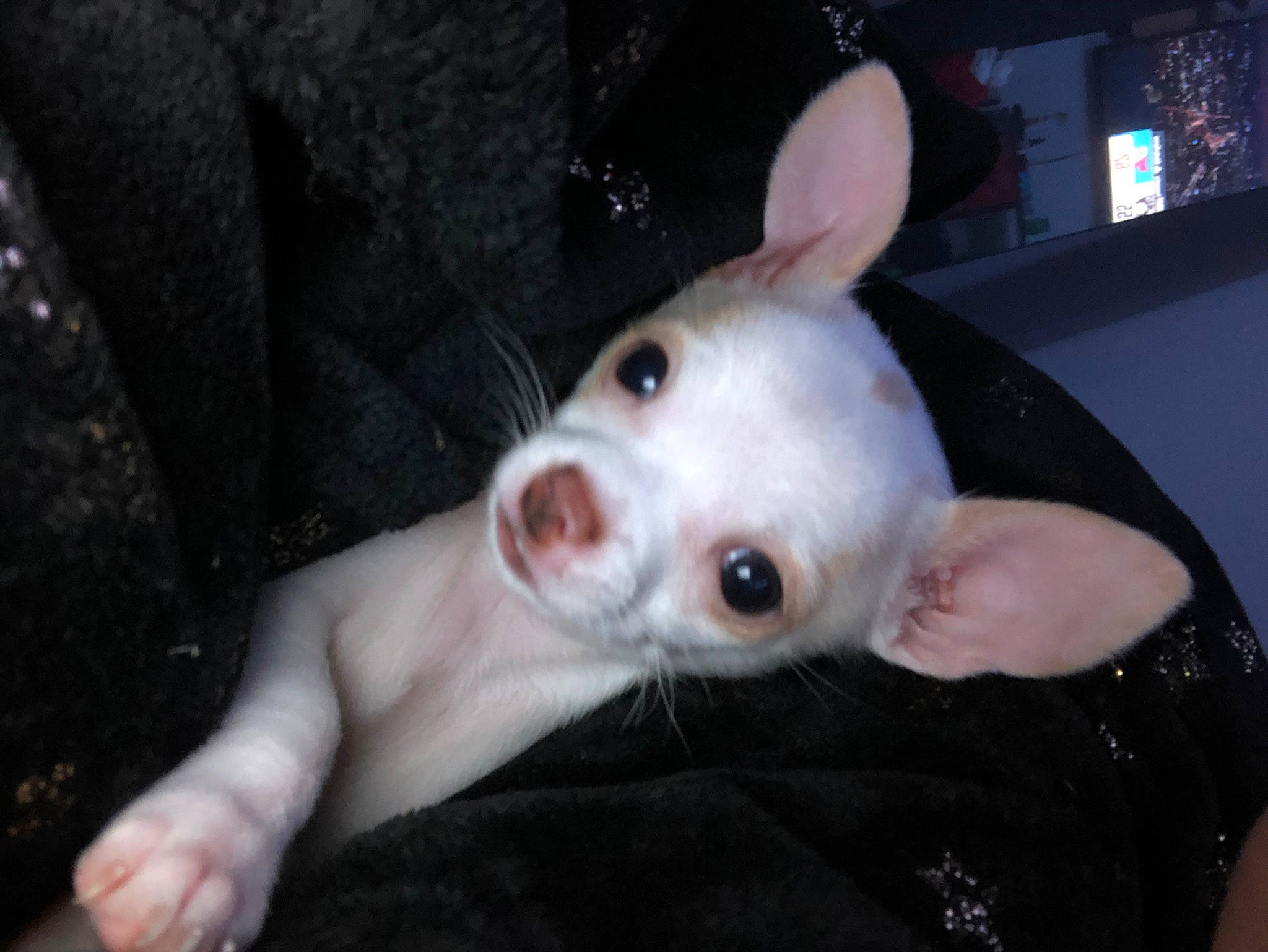 Kali joined the competition — help win amazing prizes! canidae, carnivore, companion_dog, dog, dog_breed, ear, eyebrow, eyelash, fawn, flash_photography, fur, gesture, jaw, neck, no_expression, red_eye_effect, snout, sporting_group, tail, whiskers