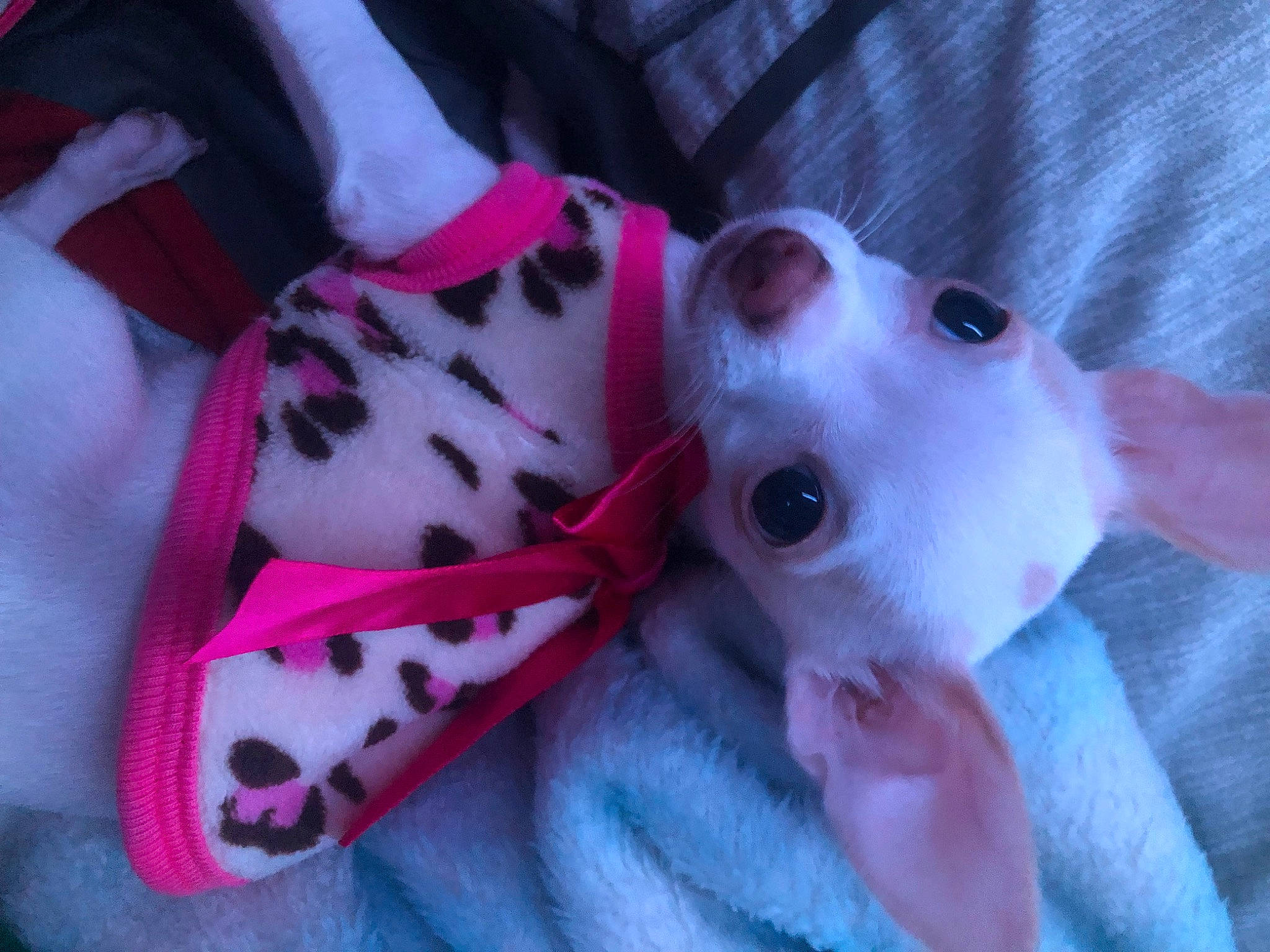 Kali is registered to the contest to win money with this photo: canidae, carmine, carnivore, collar, companion_dog, dog, dog_breed, dog_supply, fawn, foot, fur, human_leg, pattern, paw, pink, snout, sporting_group, stuffed_toy, whiskers, working_animal