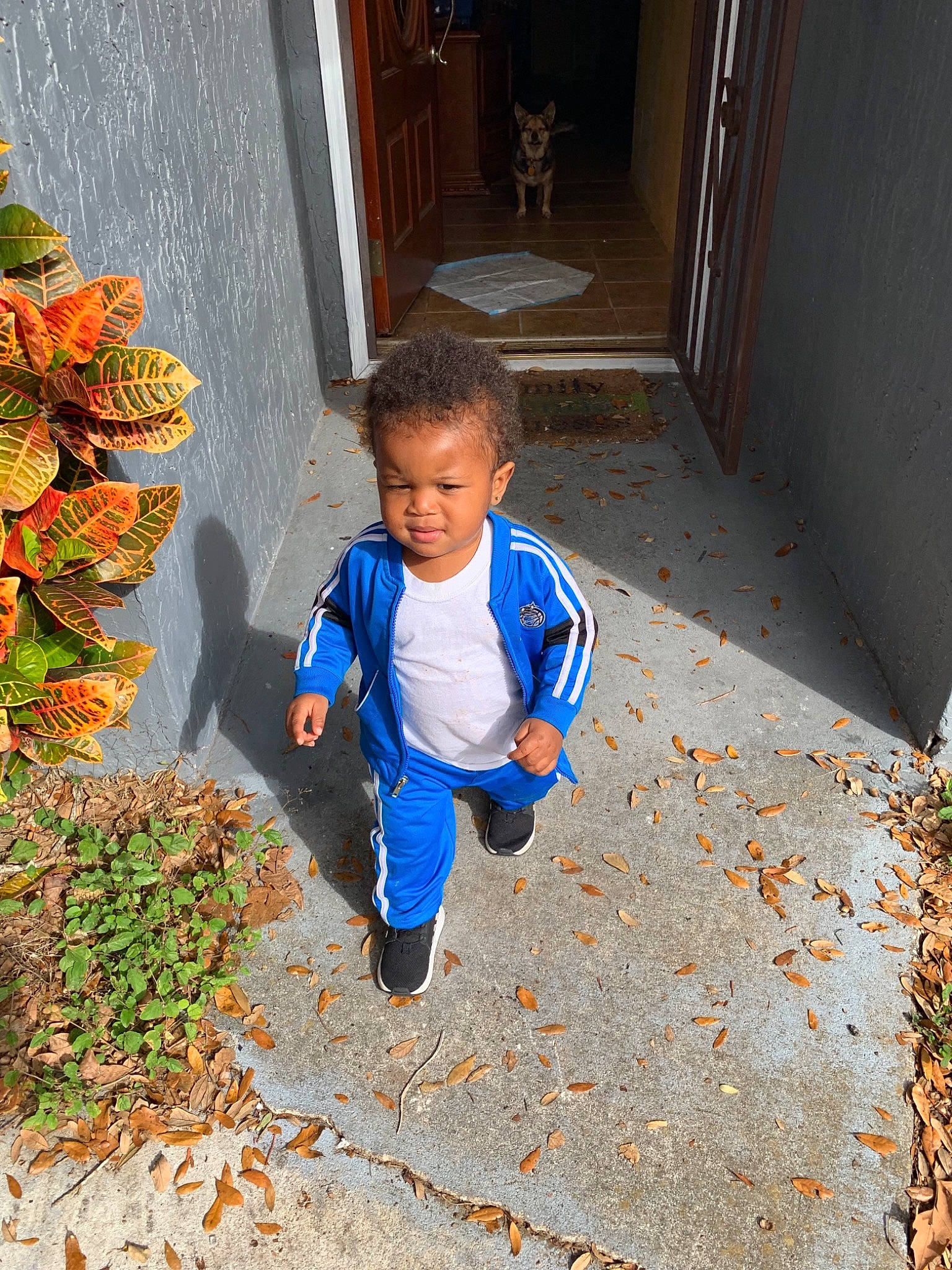 Braiden is registered to the contest to win money with this photo: adaptation, autumn, child, leaf, male, person, plant, toddler, vacation