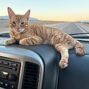 Merlin joined the competition — help win amazing prizes! cat, ginger_cat, tabby, dashboard, car_interior, road, highway, desert, sunset, animal, pet, fur, whiskers, paws, relaxed, lying_down, vehicle, travel, nature, scenic