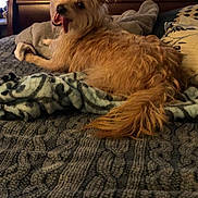 Cooper is registered to the contest to win money with this photo: animal_portrait, bed, bedspread, blanket, blanket_pattern, cozy, dog, domestic_animal, fur, furniture, headboard, indoor, living_room, looking_back, panting, pet, pillow, smiling, tail, tongue_out