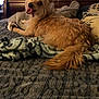 animal_portrait, bed, bedspread, blanket, blanket_pattern, cozy, dog, domestic_animal, fur, furniture, headboard, indoor, living_room, looking_back, panting, pet, pillow, smiling, tail, tongue_out