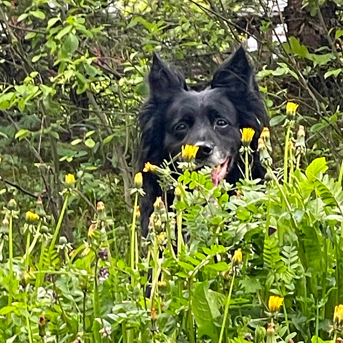 Marley participe au concours pour gagner de l'argent avec cette photo : animal, black_dog, closeup, curious, daylight, dog, ears, foliage, forest, grass, greenery, muzzle, nature, outdoor, pet, plants, spring, tongue_out, wildflowers, yellow_flowers