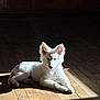 dog, white_dog, puppy, wooden_floor, sunlight, shadow, indoor, pet, fur, animal, relaxing, laying_down, ears, nose, cute, quiet, calm, domestic_animal, mammal, floor