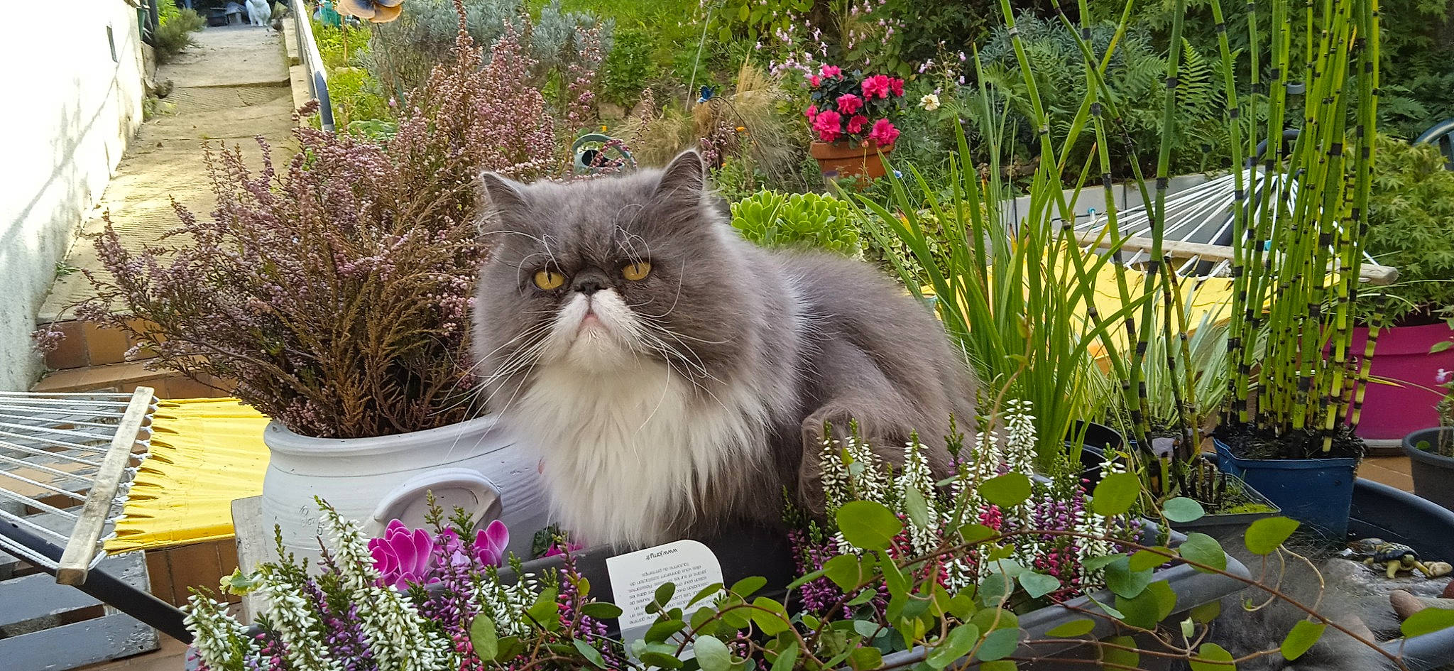 Malow a rejoint le concours — aidez-le/la à gagner de superbes lots ! annual_plant, botany, british_longhair, carnivore, cat, fawn, felidae, flower, flowering_plant, fur, grass, groundcover, herbaceous_plant, petal, plant, small_to_medium_sized_cats, snout, spring, terrestrial_animal, whiskers