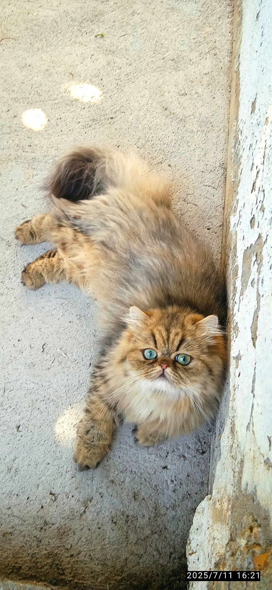 Yoda