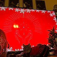 Mia joined the competition — help win amazing prizes! animal, cat, christmas_tree, cozy, cute, decoration, feline, festive, figurine, harness, helmet, holiday, indoor, ornament, pet_clothing, plaid, red_background, small_tree, snowflake, television