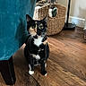 cat, tortoiseshell, indoor, wooden_floor, chair, furniture, basket, pet, animal, flooring, domestic, cozy, home, whiskers, ears, eyes, sitting, curious, feline, living_room