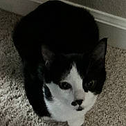 Georgie is registered to the contest to win money with this photo: cat, black_and_white, pet, animal, indoor, carpet, fur, whiskers, ears, nose, eyes, looking_up, cute, domestic, mammal, face, feline, sitting, floor, curious