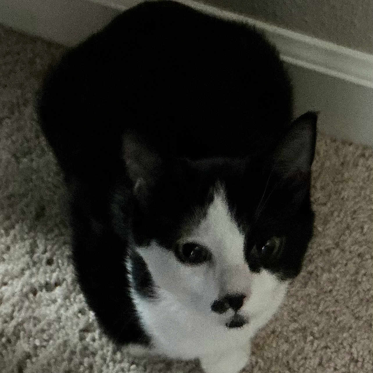 Georgie is registered to the contest to win money with this photo: cat, black_and_white, pet, animal, indoor, carpet, fur, whiskers, ears, nose, eyes, looking_up, cute, domestic, mammal, face, feline, sitting, floor, curious