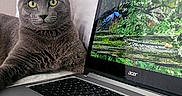 Smokey joined the competition — help win amazing prizes! cat, gray_cat, laptop, technology, indoor, blanket, bedroom, pet, animal, computer, screen, nature_image, relaxing, yellow_eyes, fur, cozy, domestic_cat, resting, soft_texture, electronics
