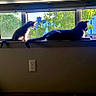 Smokey joined the competition — help win amazing prizes! cat, cats, windowsill, window, blinds, sunlight, indoor, carpet, feline, pets, animals, relaxing, silhouette, nature, greenery, daylight, home, resting, domestic, cozy