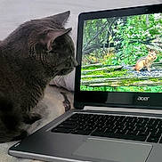 Smokey joined the competition — help win amazing prizes! cat, laptop, screen, squirrel, bed, blanket, pillow, gray_cat, indoor, technology, animal, pet, curious, soft_texture, feline, electronics, nature_image, computer, resting, watching
