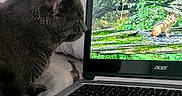 Smokey joined the competition — help win amazing prizes! animal, bed, blanket, cat, cozy, curious, digital_display, electronics, feline, forest_image, gray_cat, home, indoor, laptop, nature_photo, pet, resting, screen, technology, woodland_scene