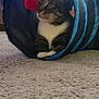cat, tabby, pet, animal, indoor, carpet, play_tunnel, toy, red_pom_pom, window_blinds, curious, feline, whiskers, ears, paws, relaxed, home, light, furniture, reflection