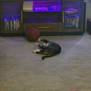 Boots joined the competition — help win amazing prizes! basketball, book, carpet, cat, cord, couch, electronics, entertainment_center, floor, furniture, home, indoor, living_room, paper, pet, purple_light, relaxed, shelf, television, toy