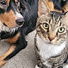 Boots is registered to the contest to win money with this photo: animal, black_dog, carpet, cat, companion, curious, dog, domestic, ears, floor, furniture, home, indoor, looking, mammal, pet, relaxed, shelf, tabby_cat, whiskers