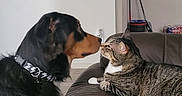 Boots is registered to the contest to win money with this photo: appliance, brown, cat, collar, container, couch, countertop, curious, dog, face_to_face, furniture, indoor, keys, kitchen, living_room, microwave, mop, pet, tabby_cat, tray