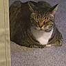 Boots joined the competition — help win amazing prizes! animal, carpet, cat, cozy, curtain, domestic_animal, ears, feline, floor, fur, home, indoor, pet, quiet, relaxed, resting, sitting, sleepy, tabby_cat, whiskers
