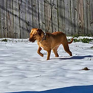 Tater is registered to the contest to win money with this photo: dog, snow, outdoor, fence, brown_dog, collar, shadow, grass, yard, winter, animal, pet, canine, nature, sunny, daylight, walking, quiet, cold, wood