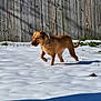dog, snow, outdoor, fence, brown_dog, collar, shadow, grass, yard, winter, animal, pet, canine, nature, sunny, daylight, walking, quiet, cold, wood