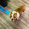 Poppa joined the competition — help win amazing prizes! animal, broom, brown, bulldog, cleaning_tools, curious, dog, domestic, ears, floor, foot, household, indoor, looking_up, mop, paw, pet, short_hair, white, wooden_floor