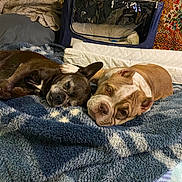 Poppa is registered to the contest to win money with this photo: animal, bed, black_dog, blanket, brown_dog, canine, carpet, companion, cozy, cute, dog, furniture, home, indoor, patterned_background, pet, relaxed, resting, sleep, sleeping
