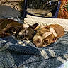 animal, bed, black_dog, blanket, brown_dog, canine, carpet, companion, cozy, cute, dog, furniture, home, indoor, patterned_background, pet, relaxed, resting, sleep, sleeping