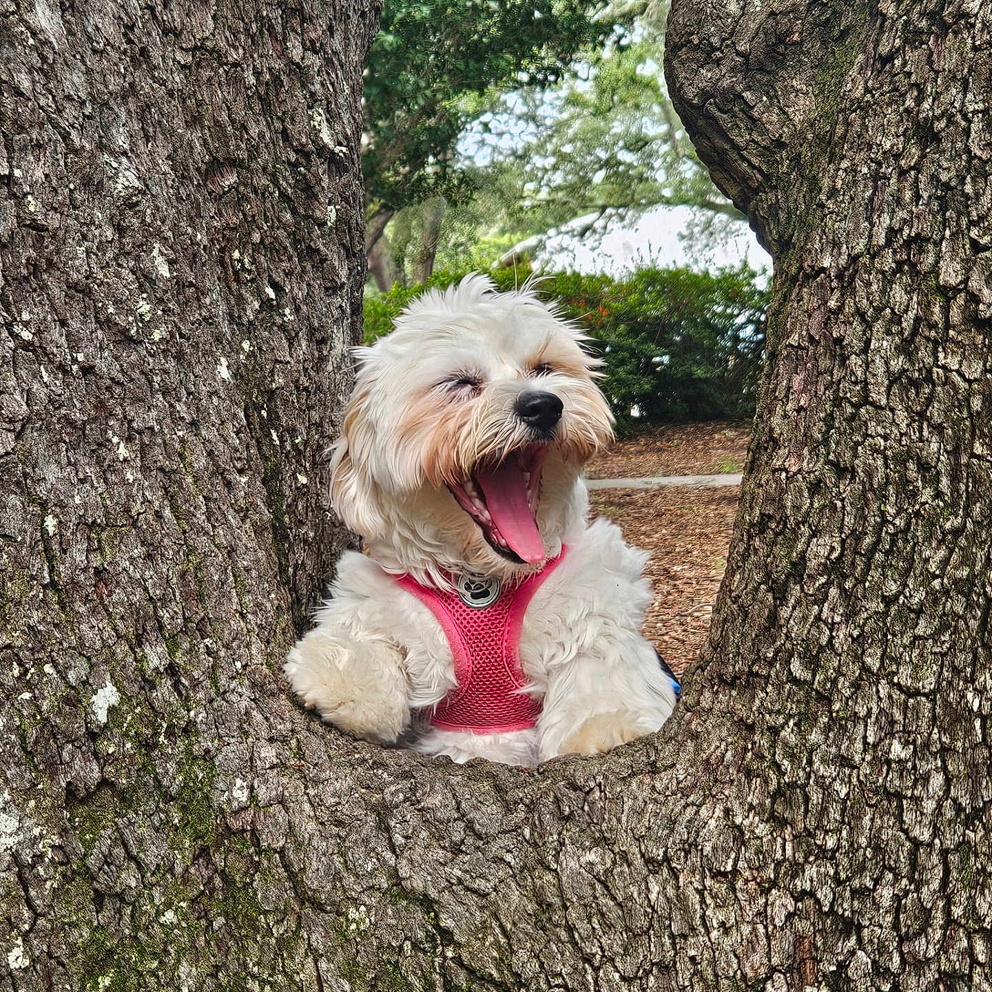 Bailey Waffles is registered to the contest to win money with this photo: animal, bark, canine, cute, daylight, dog, fluffy, greenery, nature, outdoor, park, pet, pink_harness, playful, resting, tree_hollow, tree_trunk, white_dog, wood, yawning