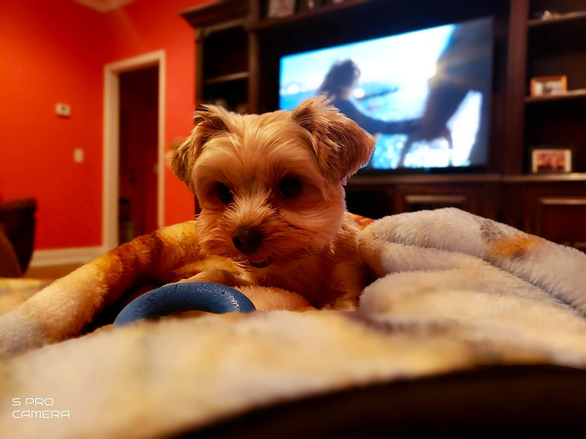Millie is registered to the contest to win money with this photo: bed, carnivore, comfort, companion_dog, dog, dog_breed, eye, fawn, flooring, fur, furniture, hardwood, head, picture_frame, room, selfie, small_terrier, television, toy_dog, wood