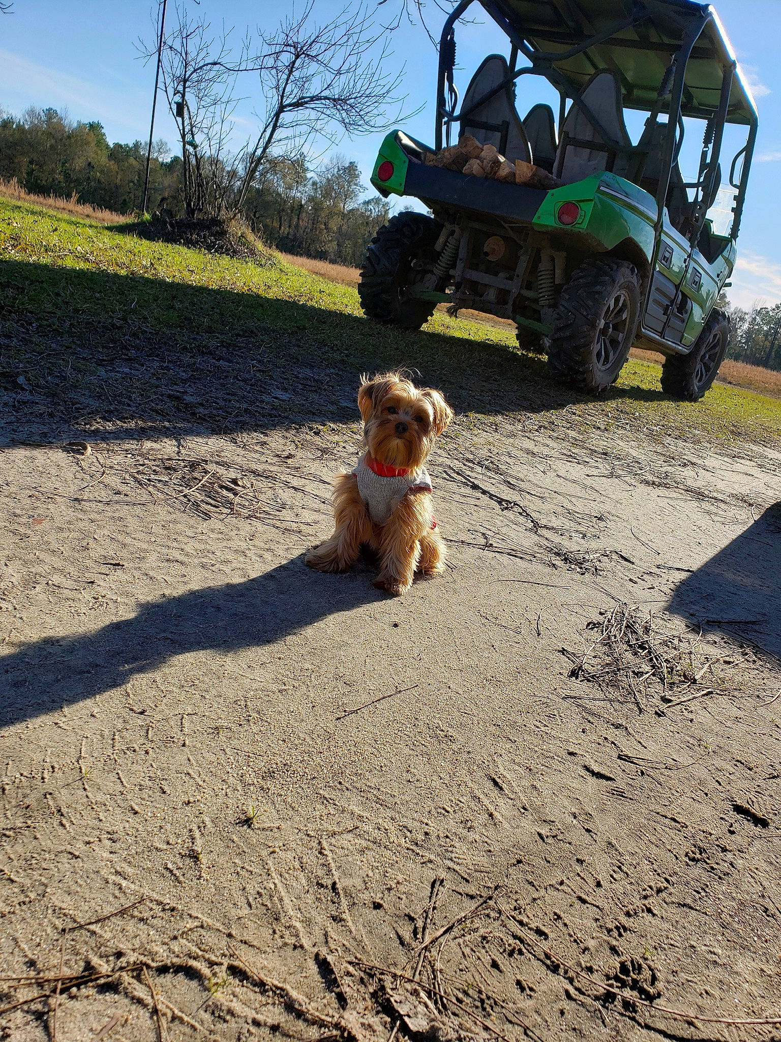 Millie is registered to the contest to win money with this photo: asphalt, automotive_tire, carnivore, companion_dog, dog, dog_breed, fawn, grass, landscape, motor_vehicle, plant, road_surface, sky, sporting_group, tire, toy_dog, tractor, tree, vehicle, wheel