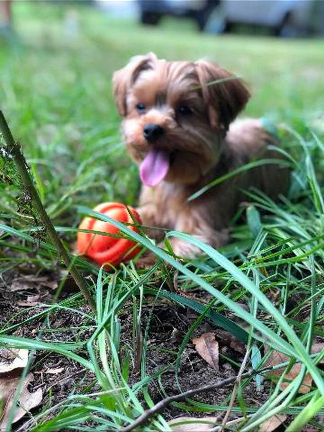 Millie joined the competition — help win amazing prizes! canidae, carnivore, companion_dog, dog, dog_breed, dog_supply, fashion_accessory, fawn, grass, lawn_ornament, liver, plant, small_terrier, snout, sporting_group, toy, toy_dog, working_animal, wrinkle, yorkshire_terrier