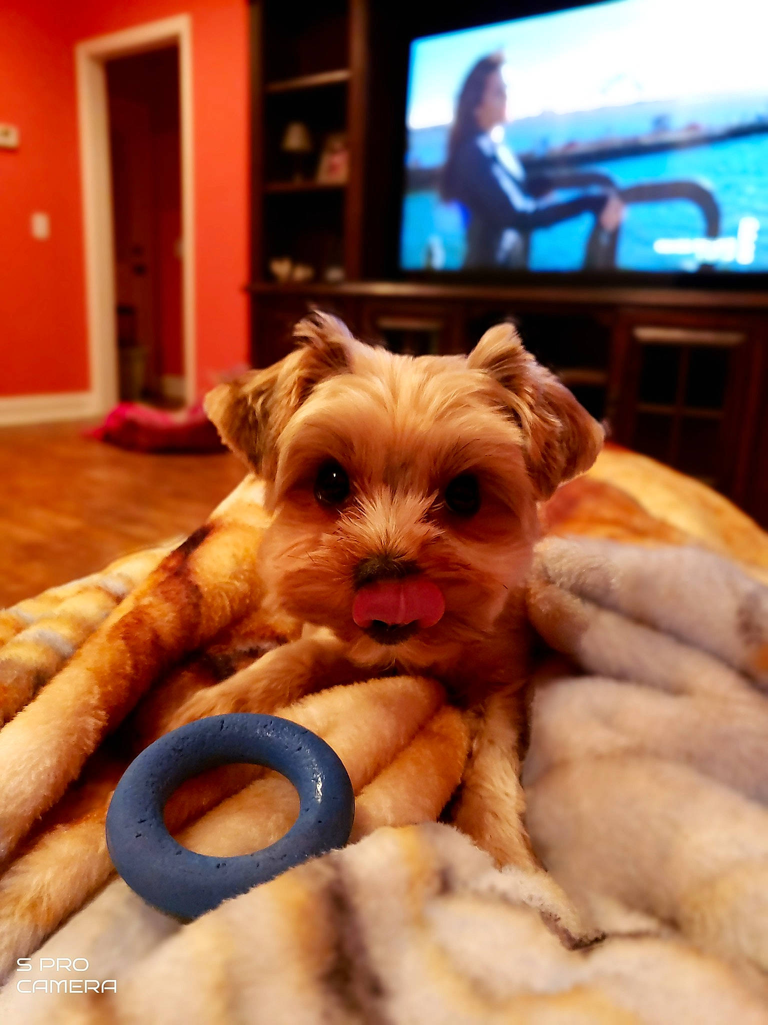 Millie joined the competition — help win amazing prizes! cable_television, carnivore, comfort, companion_dog, dog, dog_breed, door, ear, fawn, felidae, picture_frame, snout, sporting_group, television, television_set, toy_dog, whiskers, wood, working_animal, wrinkle