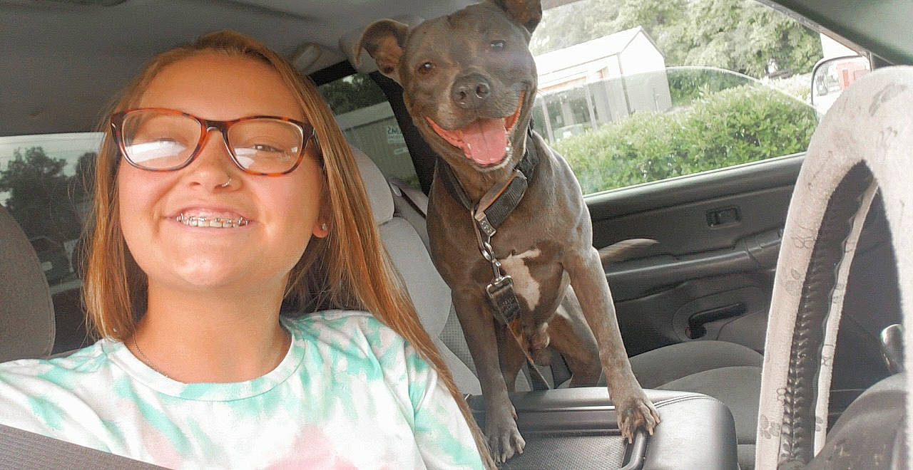 Kush joined the competition — help win amazing prizes! car, car_seat, carnivore, companion_dog, dog, dog_breed, eyewear, family_car, fawn, fun, glasses, happy, smile, snout, toy_dog, travel, vehicle, vehicle_door, vision_care, working_animal