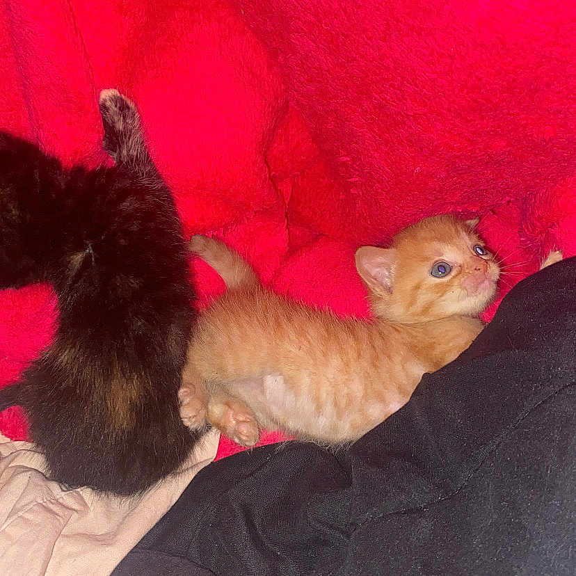 Panko is registered to the contest to win money with this photo: animal, black_cat, blanket, cat, cozy, curious, cute, domestic_animal, fur, indoor, kitten, mammal, orange_cat, pet, red_blanket, resting, sleeping_area, small, soft_texture, young
