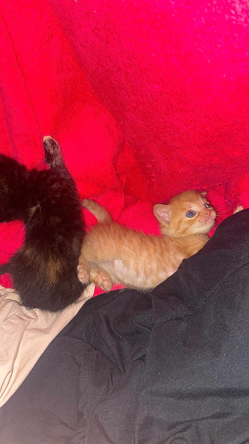 Panko is registered to the contest to win money with this photo: kitten, cat, orange_cat, black_cat, blanket, red_blanket, fur, pet, animal, cute, small, indoor, resting, cozy, young, mammal, sleeping_area, soft_texture, domestic_animal, curious