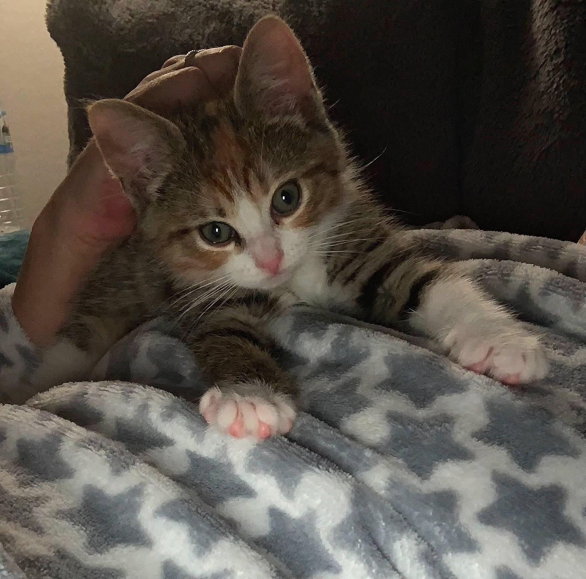 Krakotte participe au concours pour gagner de l'argent avec cette photo : bottle, carnivore, cat, claw, comfort, domestic_short_haired_cat, felidae, foot, fur, gesture, nap, paw, photo_caption, sitting, sleep, small_to_medium_sized_cats, snout, tail, water_bottle, whiskers