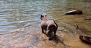 Takala joined the competition — help win amazing prizes! dog, water, river, waterfall, rocks, trees, nature, outdoor, animal, canine, stream, forest, sunlight, reflection, shallow_water, collar, muddy, calm, scenic, landscape