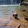 dog, water, river, waterfall, rocks, trees, nature, outdoor, animal, canine, stream, forest, sunlight, reflection, shallow_water, collar, muddy, calm, scenic, landscape
