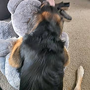 Boots joined the competition — help win amazing prizes! dog, stuffed_animal, carpet, fur, black, brown, toy, indoor, person, arm, shoe, floor, blur, back, large, plush, animal, pet, home, furniture
