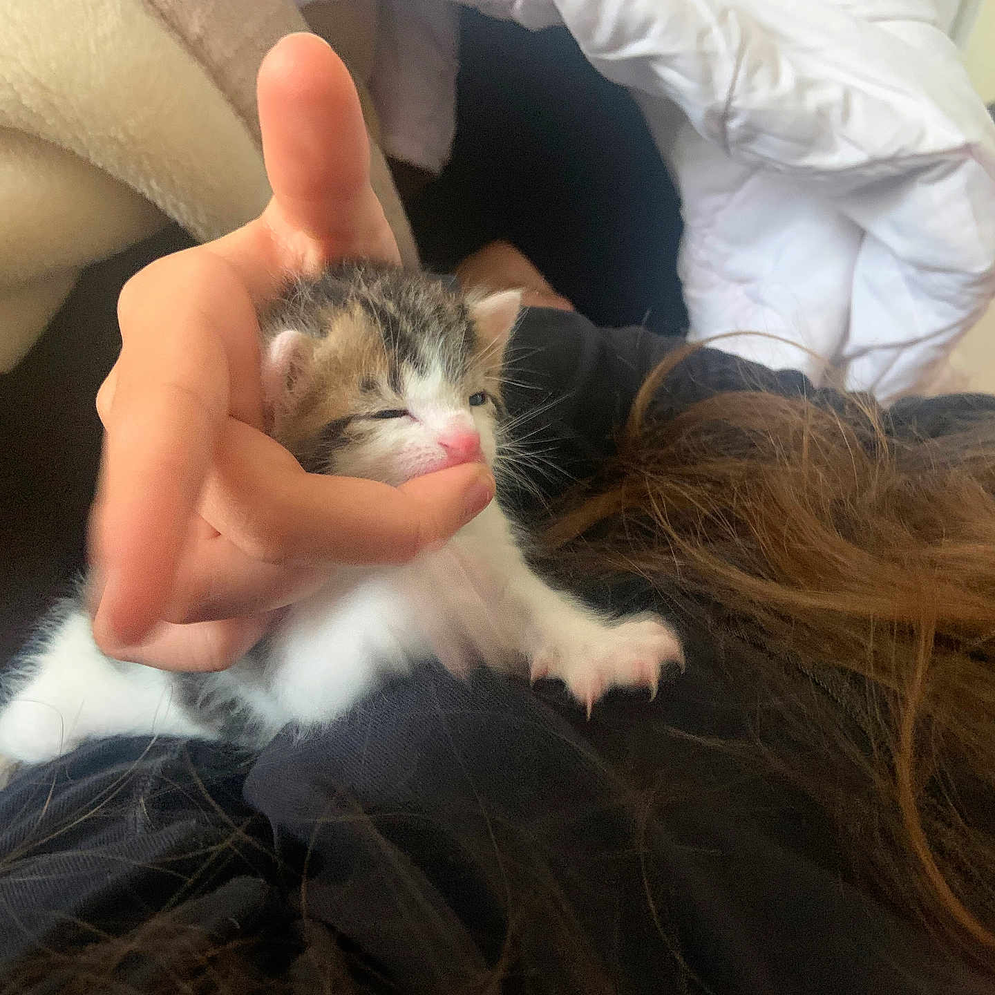 King a rejoint le concours — aidez-le/la à gagner de superbes lots ! abyssinian, animal, bed, bedroom, blanket, bodypart, cat, couch, finger, furniture, hand, indoors, kitten, manx, person, pet, rat, rodent, room, sleeping