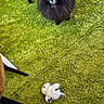 Guizmo participe au concours pour gagner de l'argent avec cette photo : animal, bird_toy, black_dog, carpet, chair, cute, dog, floor, fluffy, furniture, green_carpet, home, indoor, looking_up, pet, pet_toy, plush_toy, pomernian, small_dog, toy