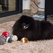 Guizmo participe au concours pour gagner de l'argent avec cette photo : animal, black_fur, carpet, corner, cozy, dog, floor, fluffy, furniture, home, indoor, laying_down, pet_feeder, plush_toys, reflection, relaxed, rug, shoes, small_dog, toy