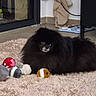 animal, black_fur, carpet, corner, cozy, dog, floor, fluffy, furniture, home, indoor, laying_down, pet_feeder, plush_toys, reflection, relaxed, rug, shoes, small_dog, toy