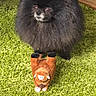 Guizmo a rejoint le concours — aidez-le/la à gagner de superbes lots ! animal, bison_toy, black_dog, carpet, cute, dog, floor, fluffy, furry, green_carpet, home, indoor, pet, pet_toy, playing, pomeranian, small_dog, stuffed_toy, toy, wooden_floor