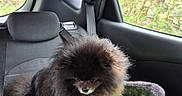 Guizmo a rejoint le concours — aidez-le/la à gagner de superbes lots ! animal, backseat, black_fur, car_interior, car_seat, cute, dog, domestic_animal, fluffy, green_cushion, nature_outside, pet, pet_carrier, pomeranian, resting, road_trip, seat, seatbelt, travel, window