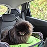 animal, backseat, black_fur, car_interior, car_seat, cute, dog, domestic_animal, fluffy, green_cushion, nature_outside, pet, pet_carrier, pomeranian, resting, road_trip, seat, seatbelt, travel, window